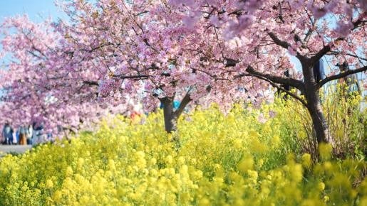 <Web割対象商品>【キングツアーバス旅】早咲き山の手さくらと焼津マグロ尽くし 石垣いちご狩り食べ放題♪〔聖蹟桜ヶ丘・多摩センター発〕2